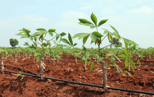 Giá giảm 1/3, Trung Quốc tăng mạnh ‘bắt đáy’ một mặt hàng từ Việt Nam: Xuất khẩu gần cán mốc 1 tỷ USD, nước ta cùng Thái Lan cạnh tranh ngôi vương của thế giới- Ảnh 1.