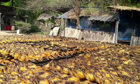 Châu Âu đang thiếu hụt một mặt hàng mở ra cơ hội lớn cho Việt Nam: Thu về gần 150 triệu USD, cả thế giới tranh nuôi nhưng chỉ nước ta tạo ra ngành công nghiệp- Ảnh 1. Châu Âu đang thiếu hụt một mặt hàng mở ra cơ hội lớn cho Việt Nam: Thu về gần 150 triệu USD, cả thế giới tranh nuôi nhưng chỉ nước ta tạo ra ngành công nghiệp- Ảnh 1.