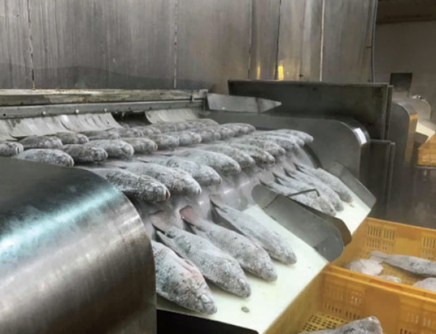 Không phải cá tra hay cá ngừ, một loại 'sản vật' dưới nước của Việt Nam đang được săn đón mạnh mẽ: Xuất khẩu tăng nóng hơn 300%, loạt đối thủ bị Mỹ áp thuế hơn 50%- Ảnh 1.