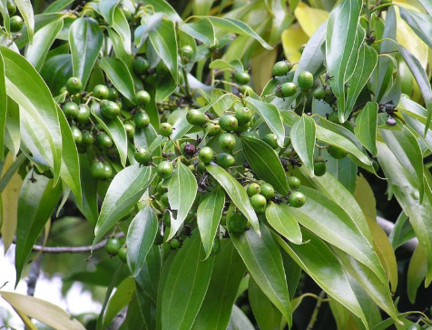 Loài cây gia vị quý của thế giới Việt Nam đang trồng bạt ngàn: Từ vỏ đến lá đều hái ra tiền, nước ta cùng Trung Quốc cạnh tranh ngôi vương của thế giới- Ảnh 1.