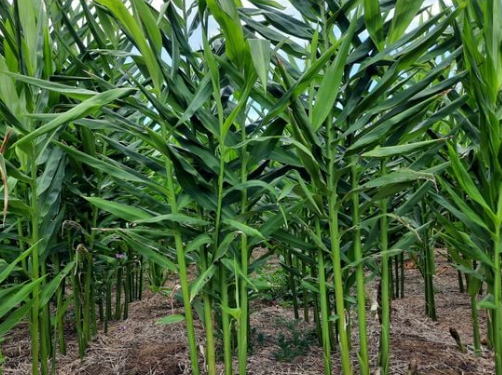 Loại củ là gia vị quý của thế giới Việt Nam trồng bạt ngàn: Thu về hơn 48 triệu USD kể từ đầu năm, nước ta là ông lớn thứ 3 thế giới- Ảnh 1.