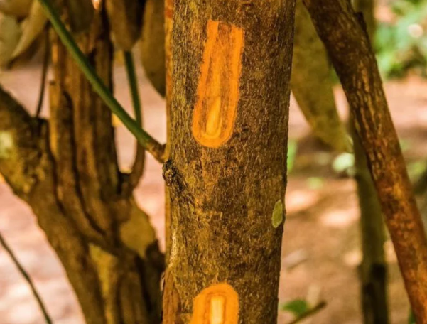 Một loại ‘vàng nâu’ quý báu của thế giới nhưng Việt Nam trồng bạt ngàn: Từ thân đến là đều ra tiền, thu về gần 250 triệu USD kể từ đầu năm- Ảnh 1.