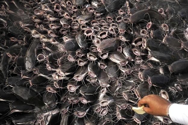 Cả thế giới tranh nuôi nhưng chỉ Việt Nam tạo nên ngành công nghiệp tỷ đô từ 'mỏ vàng' này - chiếm 90% thị phần toàn cầu, Trung Quốc cực ưa chuộng- Ảnh 1.