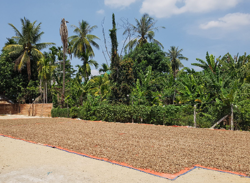 Cứu tinh từ châu Phi đổ bộ giúp Việt Nam xuất khẩu bỏ xa cả thế giới: Nước ta chi hàng tỷ USD mỗi năm để mua hàng, được người Mỹ cực kỳ ưa chuộng- Ảnh 1.