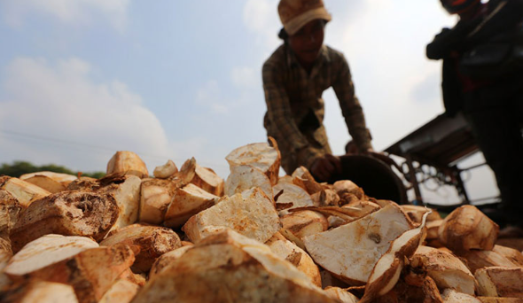 Không phải sầu riêng, đây mới là mỏ vàng của Việt Nam được Trung Quốc và châu Á tranh nhau mua: Thu về hơn 1 tỷ USD, nước ta cùng Thái Lan cạnh tranh ngôi vương - Ảnh 1.