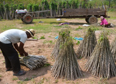 Không phải sầu riêng hay gạo, Trung Quốc bất ngờ săn lùng trở lại một mặt hàng từ Việt Nam: Thu mua hơn 95% sản lượng, nước ta là 'trùm' thứ 2 thế giới- Ảnh 1.
