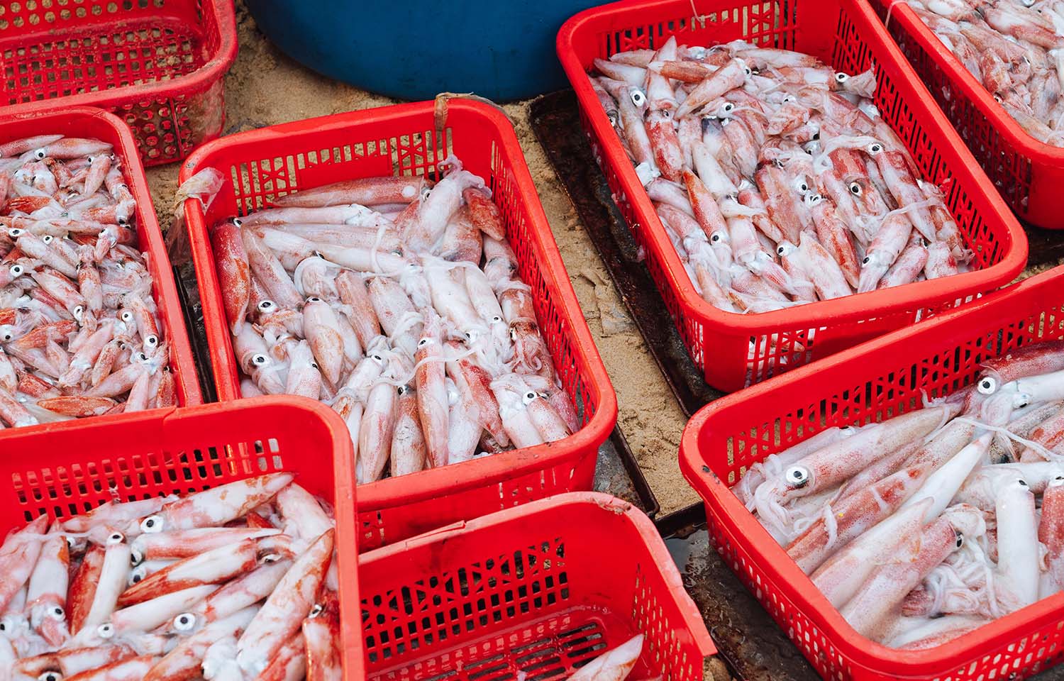 Không phải sầu riêng, một kho báu của Việt Nam được Thái Lan liên tục săn lùng: Xuất khẩu tăng trưởng mạnh, nước ta thu về hàng trăm triệu USD- Ảnh 1.