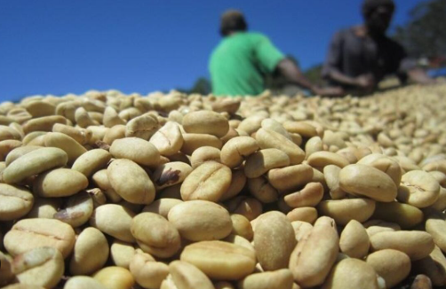 Không phải sầu riêng, một loại nông sản của Việt Nam vừa đạt kỷ lục 35 năm chưa từng có, vươn tầm thứ 2 thế giới - Ảnh 1.