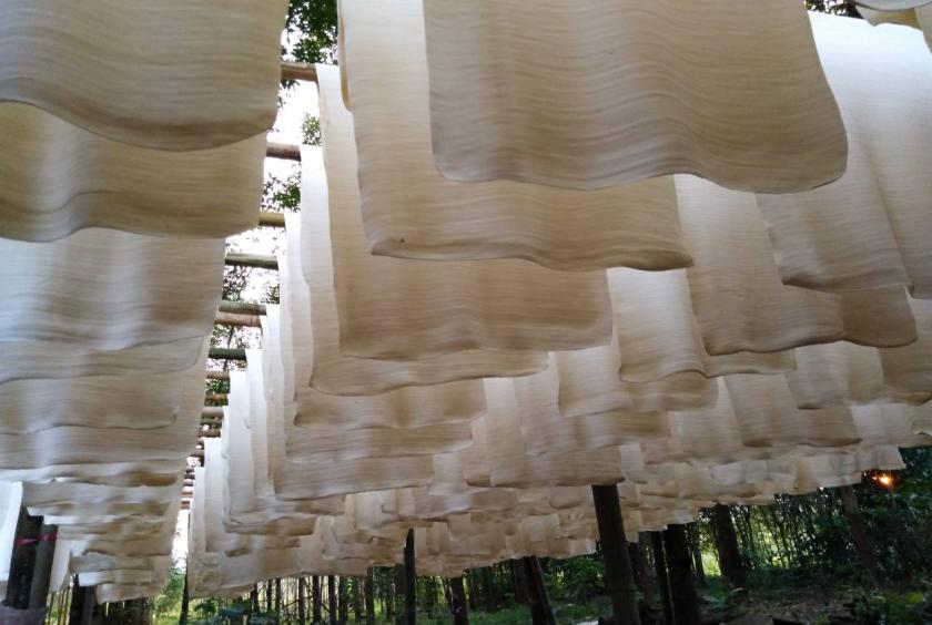 'Vàng trắng' của Việt Nam đắt hàng tại Đông Nam Á: diện tích trồng hơn 900.000 ha, nước ta là ông trùm top 5 thế giới - Ảnh 1.