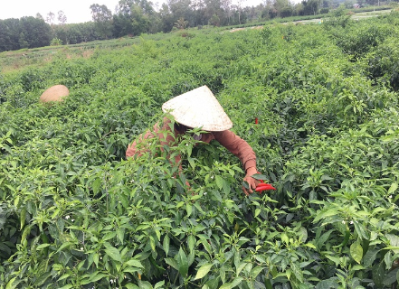 Lào liên tục săn lùng loại quả ‘vàng treo trên cây’ của Việt Nam: Thu về 1,3 triệu USD trong tháng đầu năm, doanh nghiệp nào chiếm thị phần lớn nhất? - Ảnh 1.