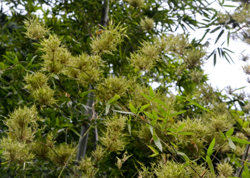 Một cây bạc tỷ của Việt Nam vừa lập kỷ lục xuất khẩu cao nhất lịch sử: Thu về hơn 300 triệu USD, thị phần các doanh nghiệp ra sao? - Ảnh 1.