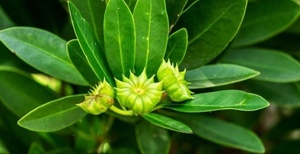 (Tết) Việt Nam vừa xuất khẩu hơn 1.000 tấn hoa từ cây ‘bạc tỷ’: Thu về hơn 4 triệu USD, doanh nghiệp nào đóng góp lớn nhất? - Ảnh 1.